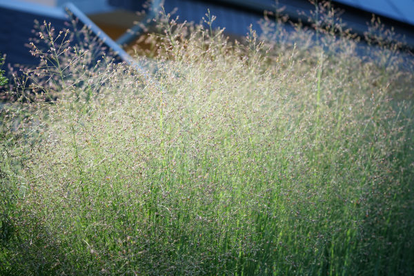 Panicum_virgatum_600x400-_shutterstock_2379448871