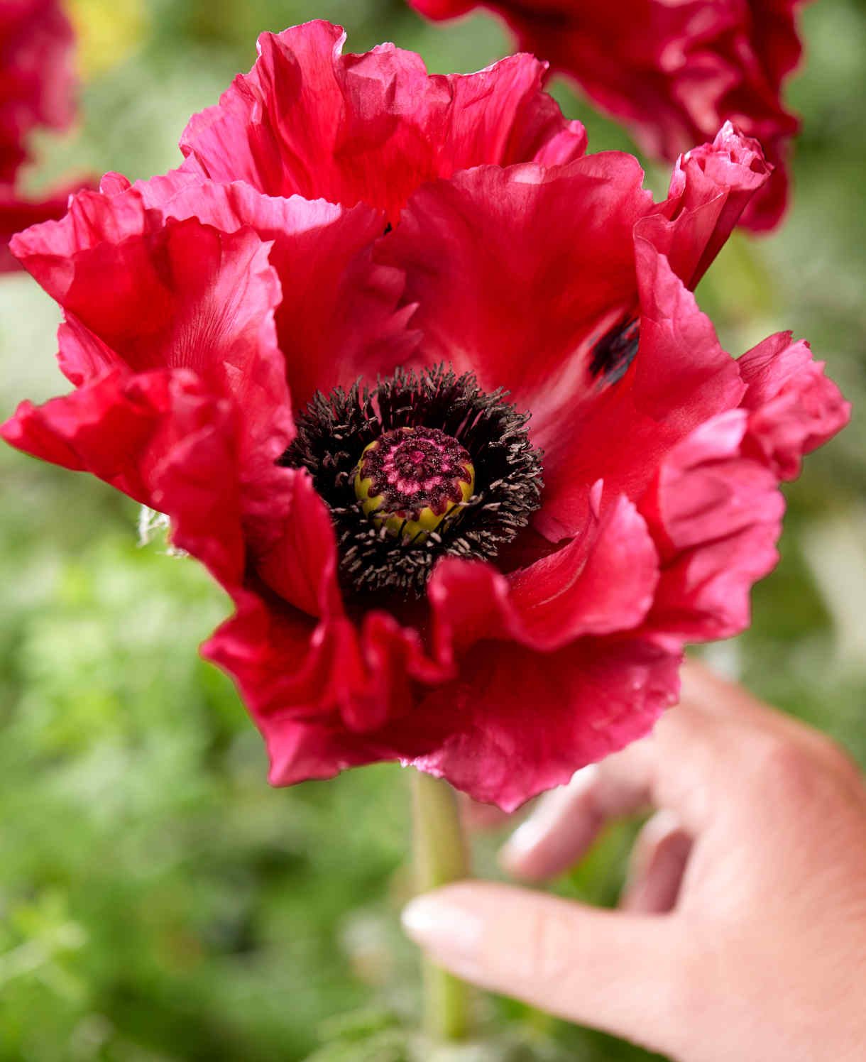 Papaver_Red_Rumble_1220x1496_visi214236_-_Plantipp_FOC