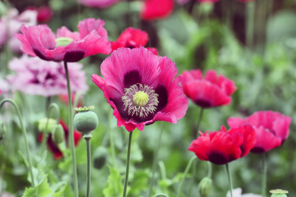 Papaver_deep_pink_poppy_600x400-_shutterstock_2018515805