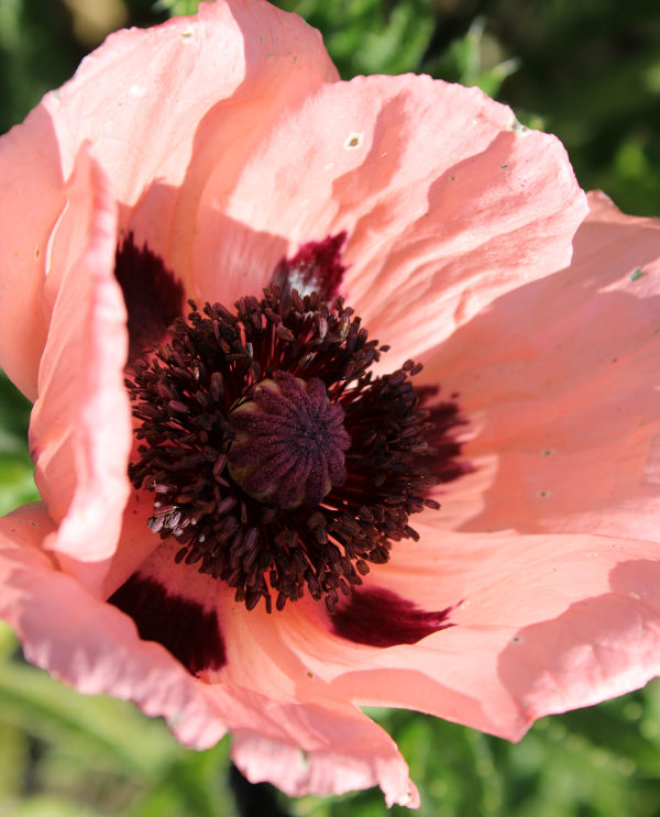 Papaver_orientale_Prinzessin_Victoria_Louise_600x743-_shutterstock_2231497623