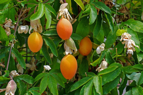 Passiflora_caerulea_600x399_-_shutterstock_482742421