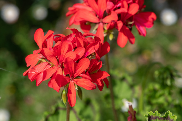 Pelargonium_red_600x400-_shutterstock_2424381227