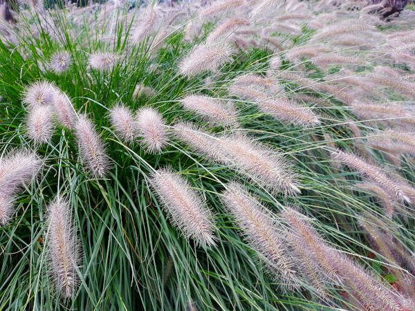 Pennisetum_Hameln_-600x450_shutterstock_1190358043