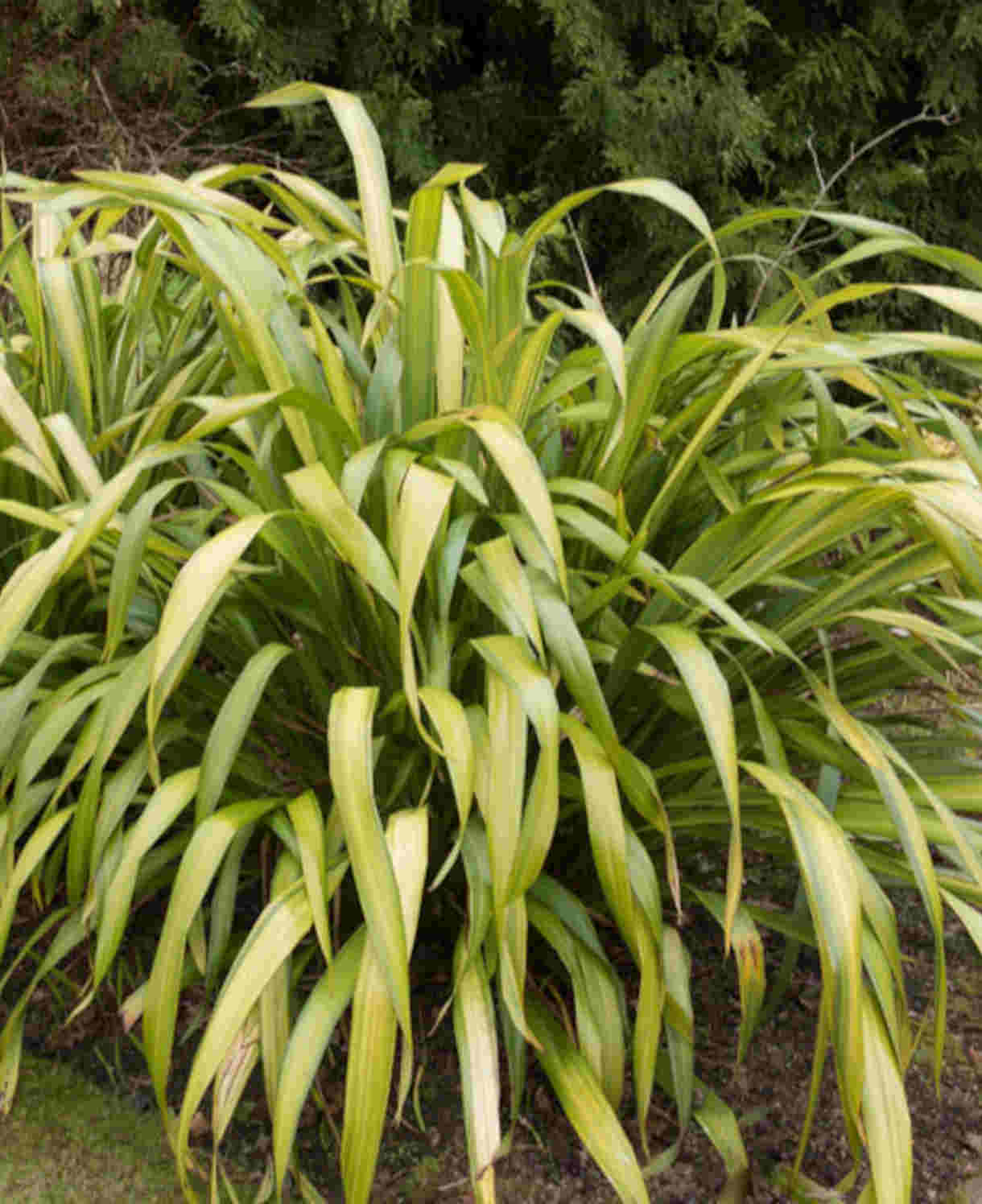 Phormium_Yellow_Wave_1220x_1496_shutterstock_589038254_1__2