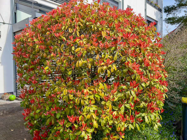 Photinia_fraseri_Red_Robin_600x450-_shutterstock_2440322885