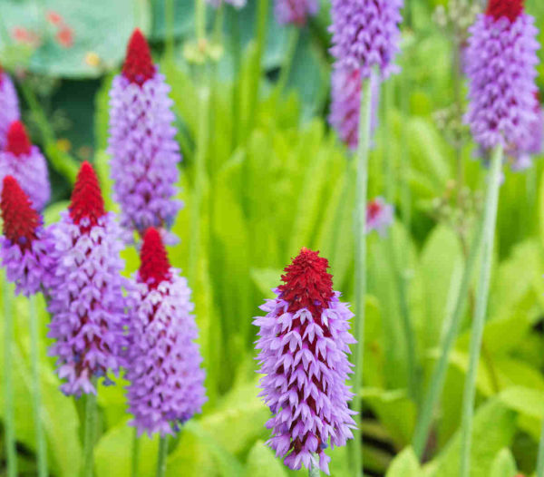 Primula_vialii_600x526_shutterstock_309116342