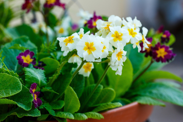 Primula_vulgaris_-_600x400_shutterstock_2469331477