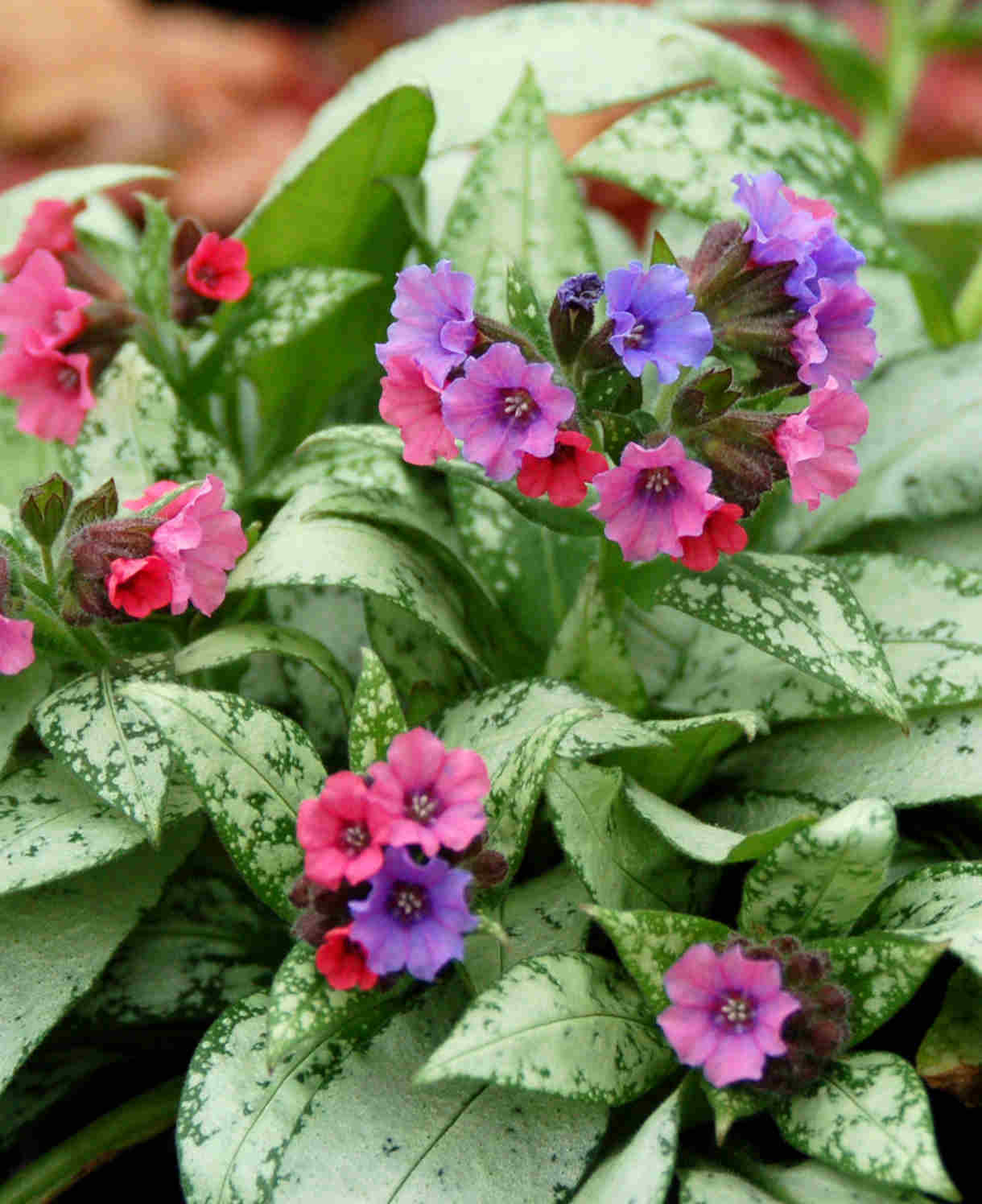 Pulmonaria_Silver_Bouquet_1_-Denis_plants_free_image