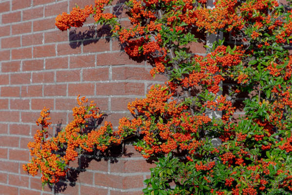 Pyracantha_coccinea_600x400-_shutterstock_2226828779