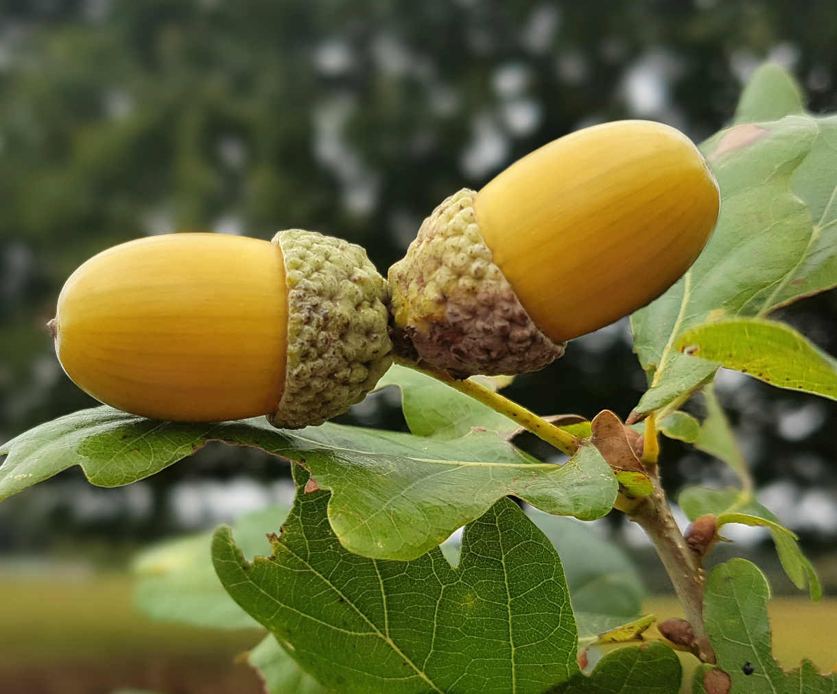 Quercus_1220x1210-_shutterstock_1600048582