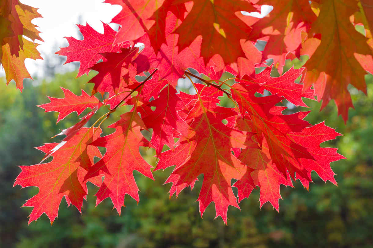 Red_oak_leaves_Quercus_1220x913-_shutterstock_332518397