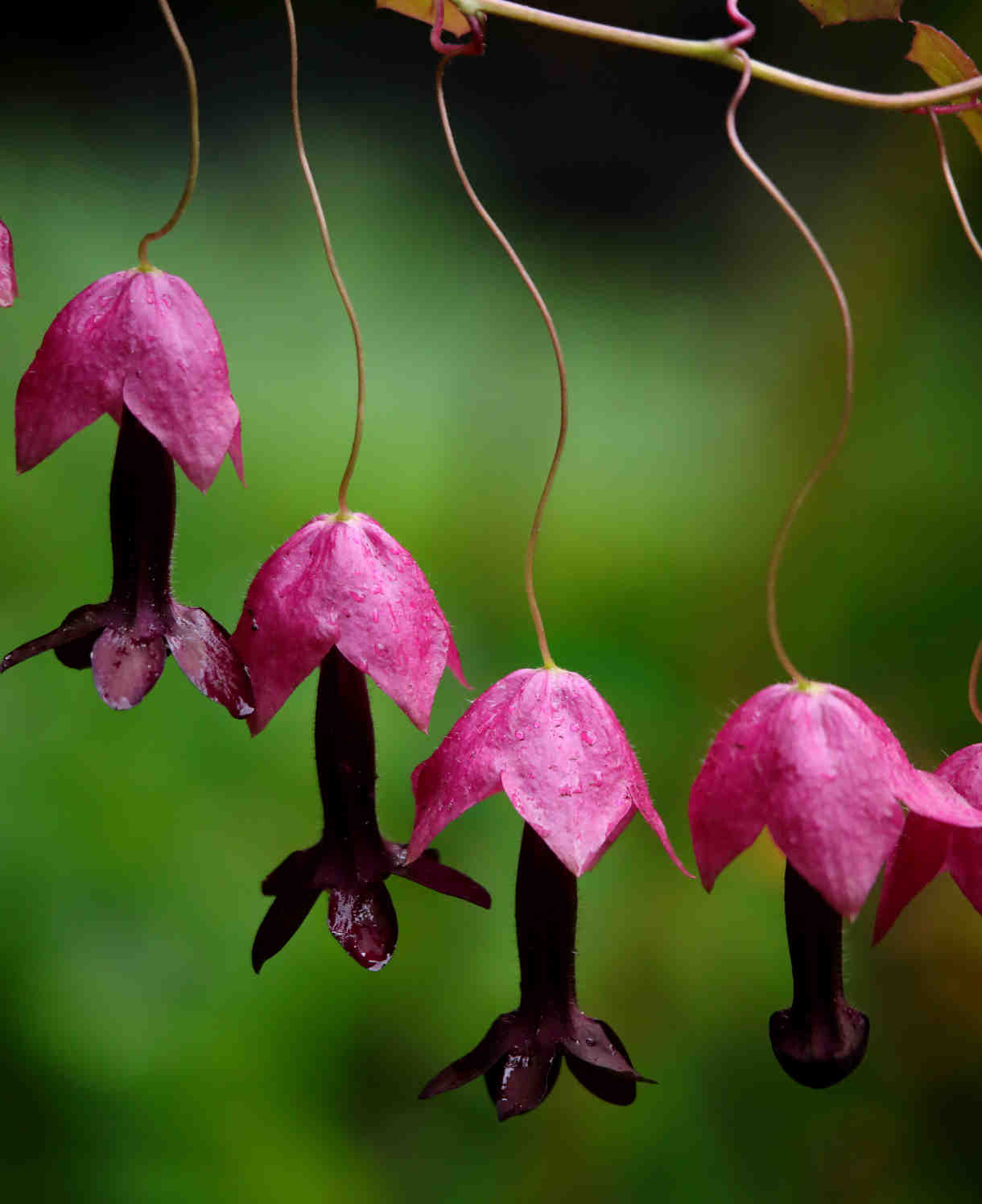 Rhodochiton_atrosanguineus_Purple_Bells_2shutterstock_1204778035