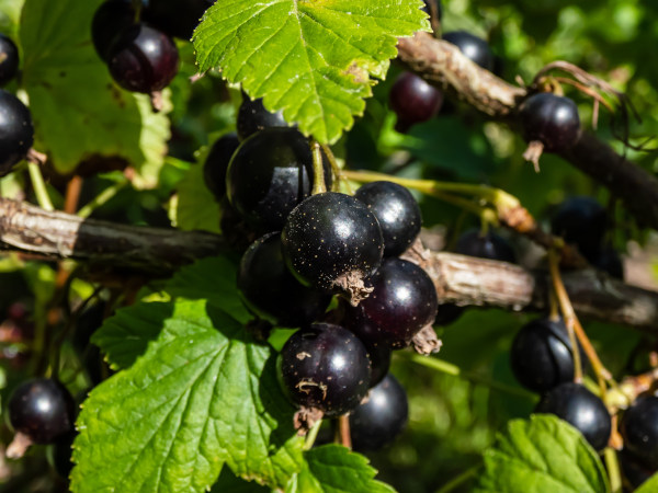 Ribes_nigrum_-_600x450_shutterstock_2531213079_1