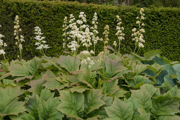 Rodgersia_podophylla_600x400-_shutterstock_1415285549