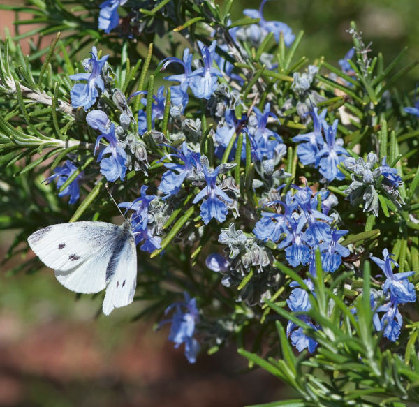 Rosemary_Tuscan_600x350_Hishtil_FOC