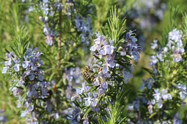 Rosmarinus_officinalis_600x400_-_shutterstock_1719447133