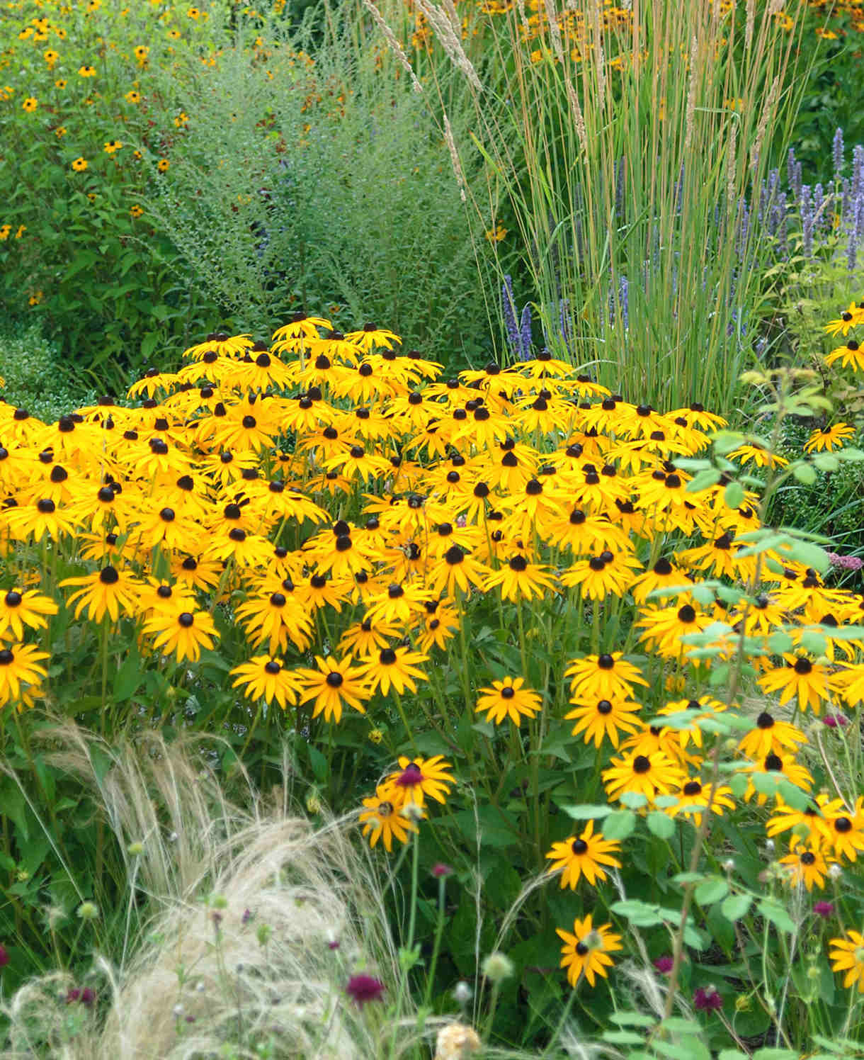 Rudbeckia_fulgida_var_sullivantii_Goldsturm_1220x1496_ALAMY_DAMMBY__1