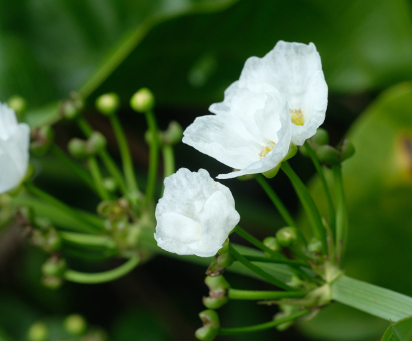 Sagittaria_lancifolia_600x497-_shutterstock_2458529611