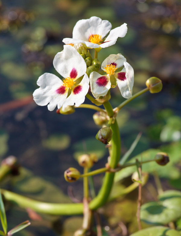 Sagittaria_trifolia_600x779-_shutterstock_230991676