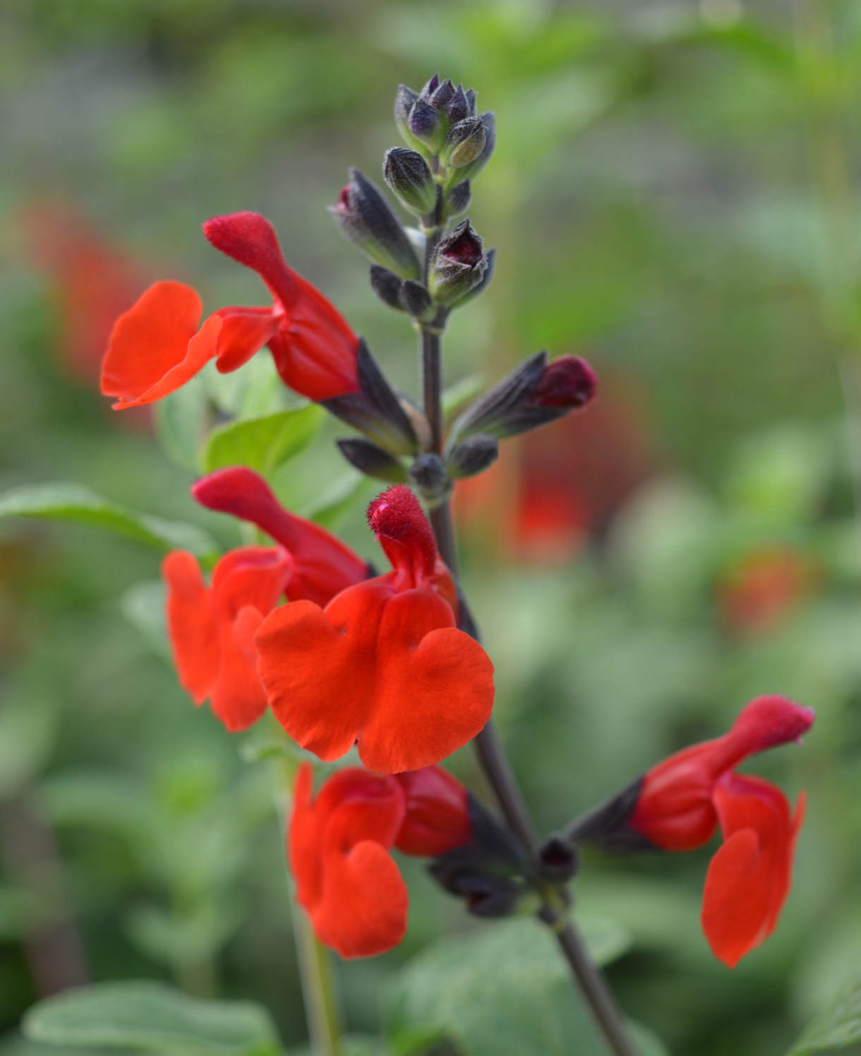 Salvia_Royal_Bumble_-_1220X1496_Alpha_Plants_FOC