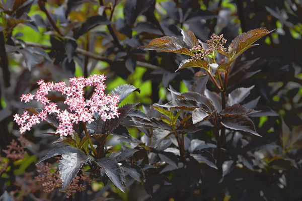 Sambucus_Black_Beauty_600x400_Plantipp_FOC