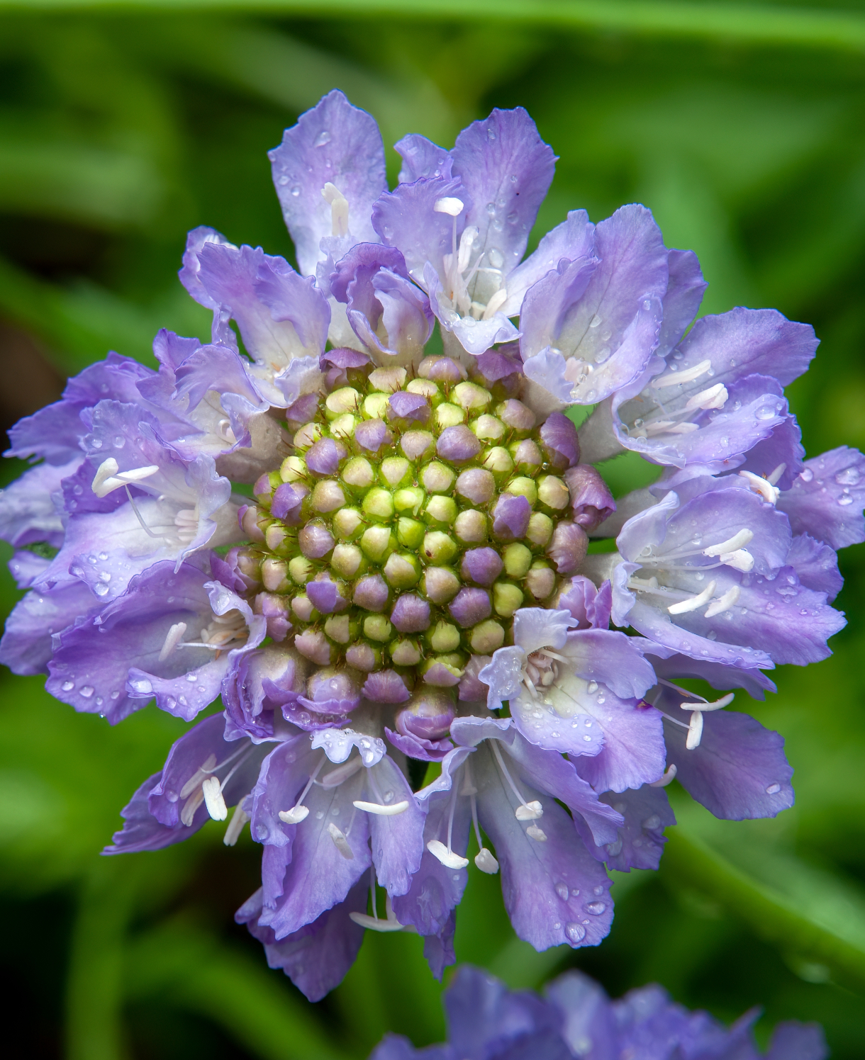 alliums