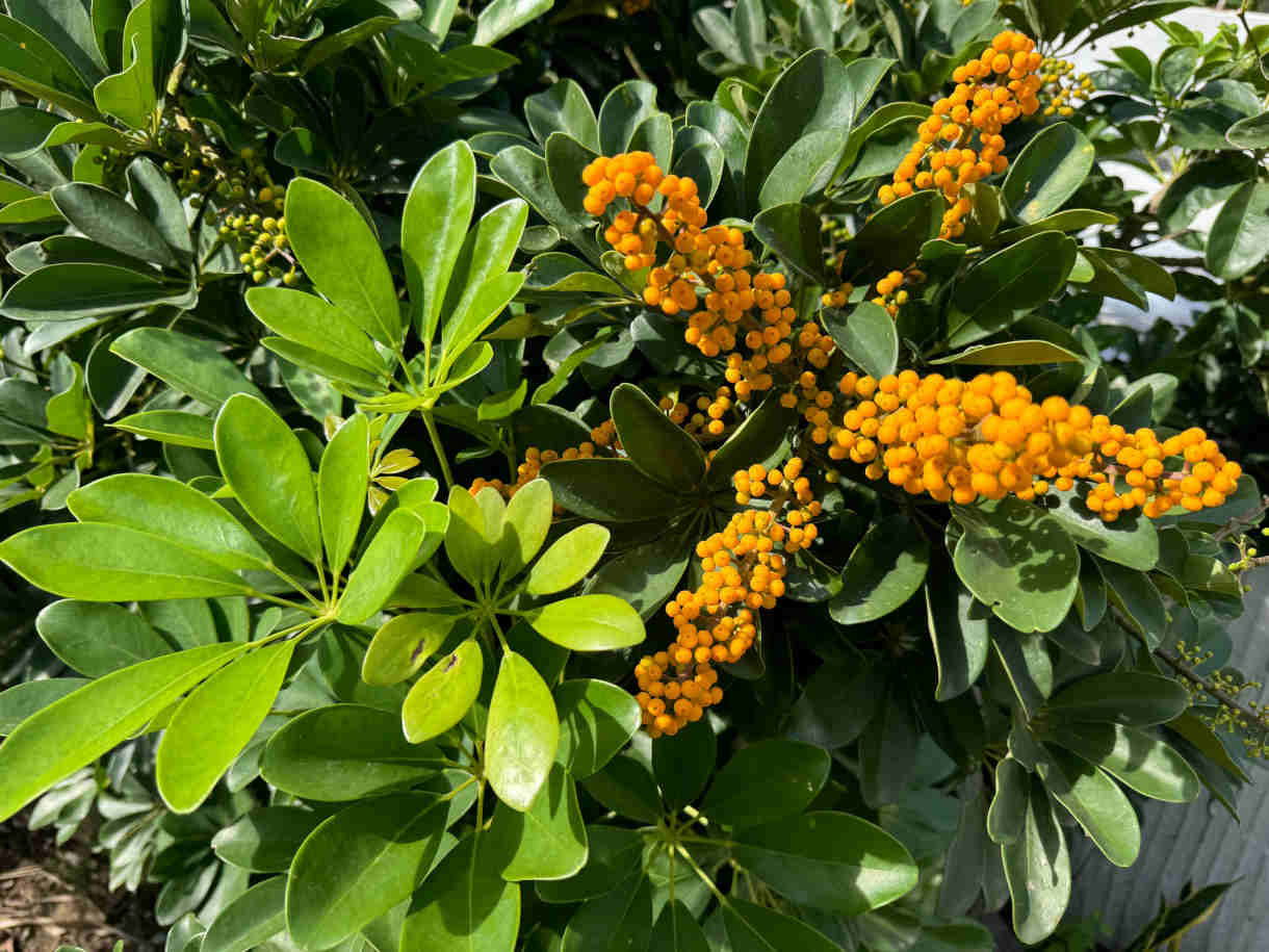 Schefflera_Heptapleurum_arboricola_Hayata_1220x915-_shutterstock_2546127955