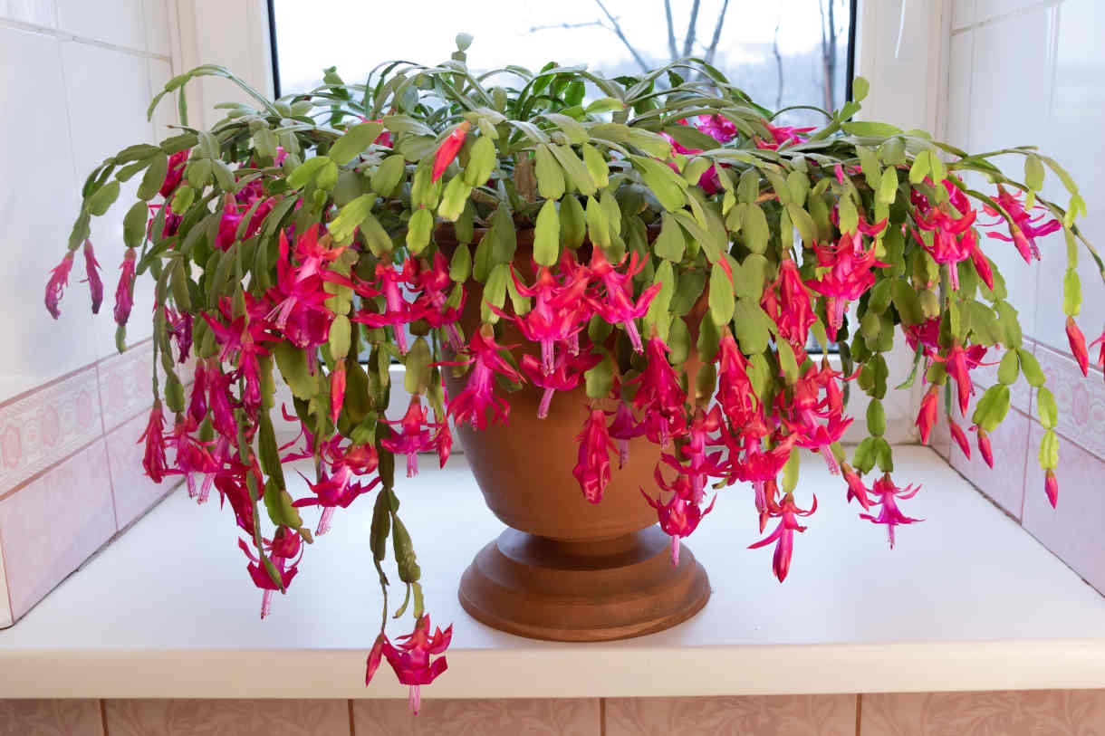 Schlumbergera_Christmas_Cactus_red_1220x813_-_shutterstock_2249233405