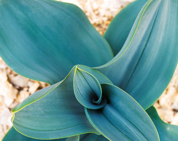 Sea_Squill_Urginea_foliage_600x400-_shutterstock_1354640471