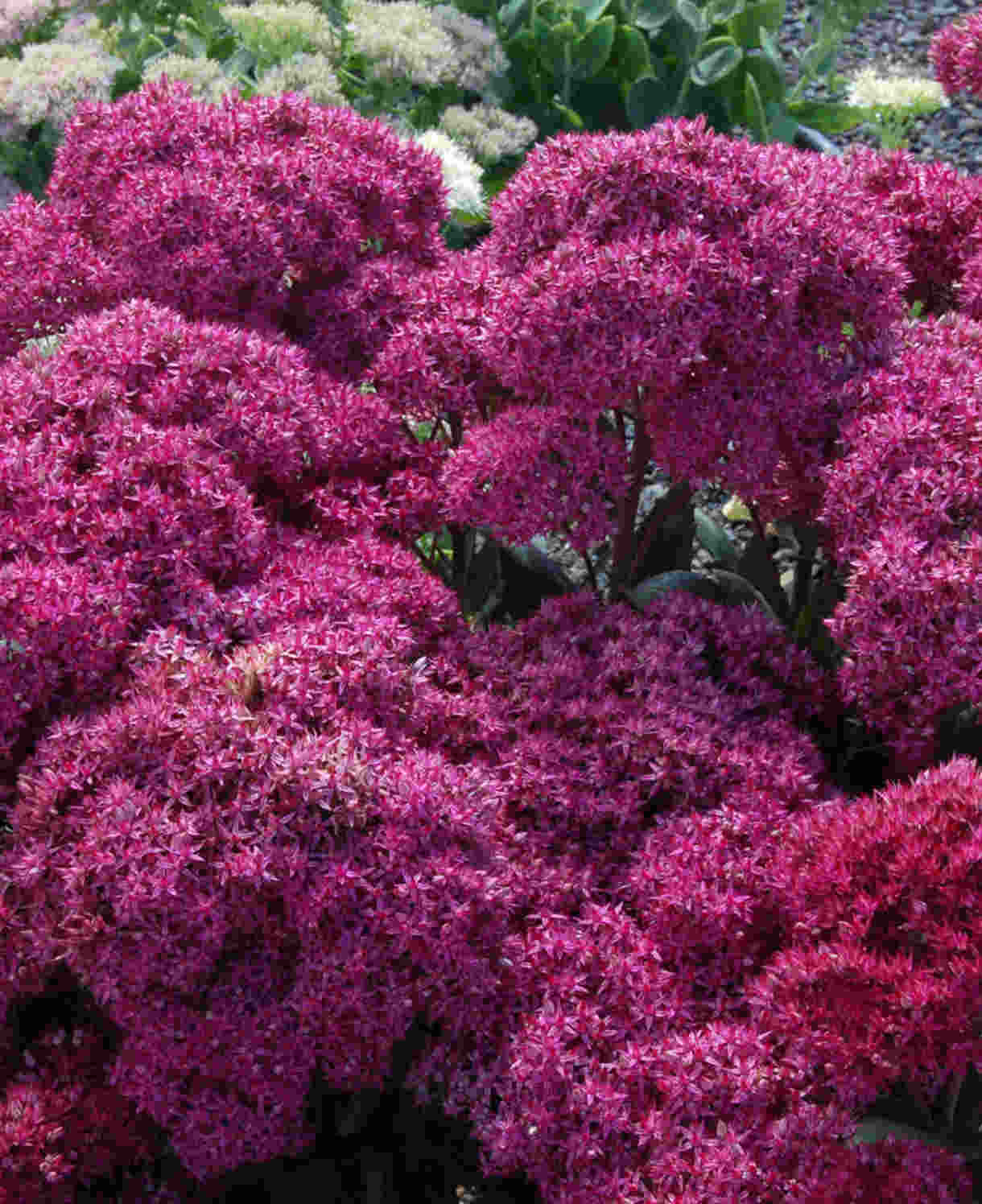 Sedum-Mr-Goodbud-1220x1496_Terranova_FOC_2