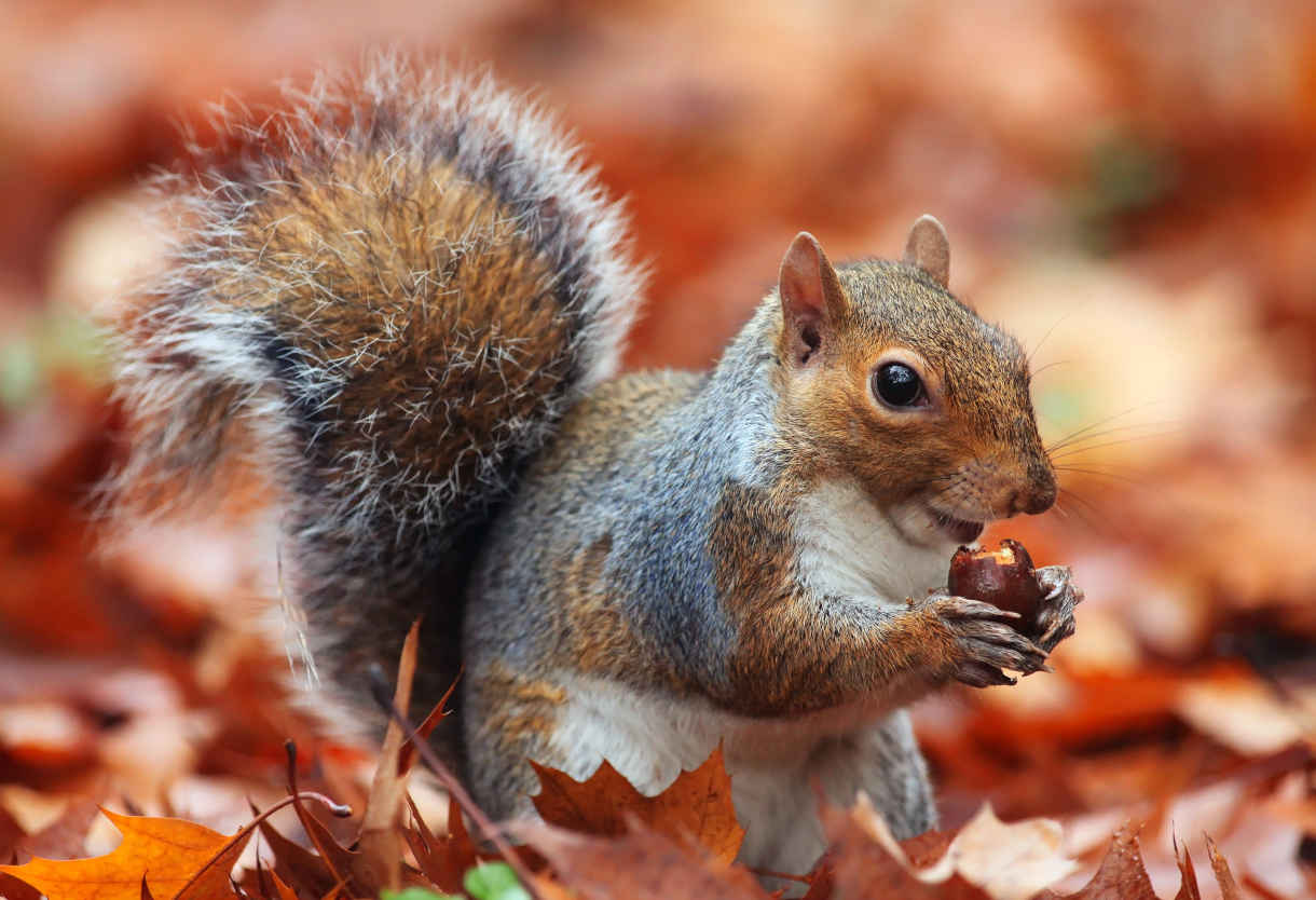 Squirrel_with_acorn_1220x834-_shutterstock_128704667