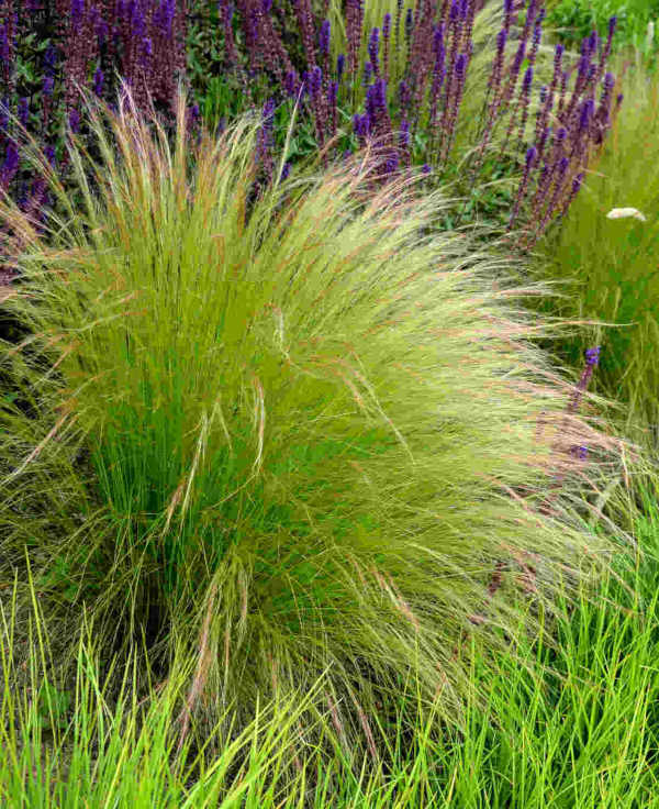 Stipa_Ponytails_600x736_shutterstock_1759414922