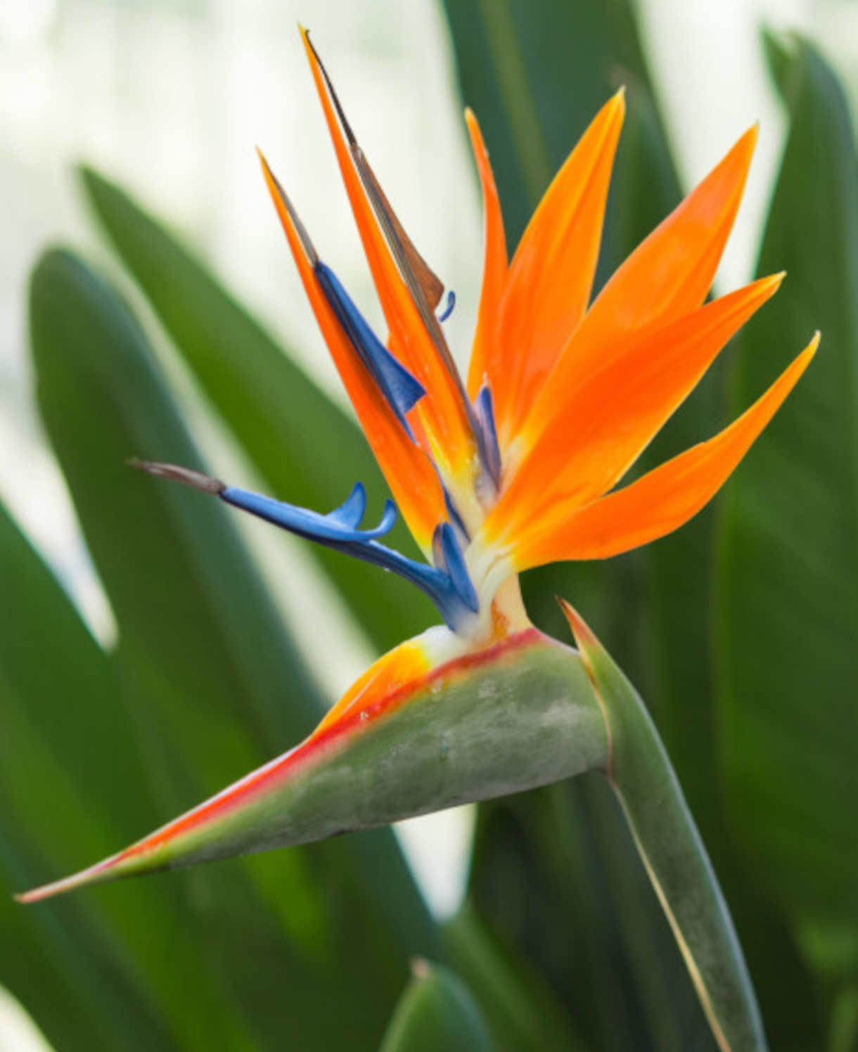 Strelitzia_reginae_1220x1496_shutterstock_1048110472