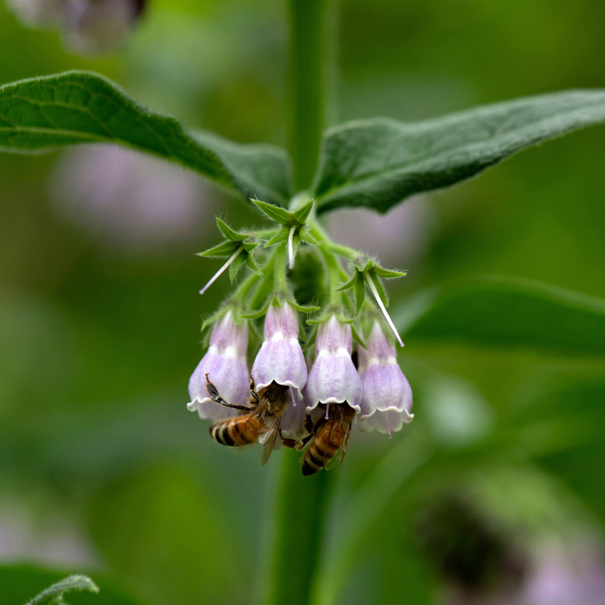 Symphytum_with_honey_bees_1220x1220-_shutterstock_2567276887_1