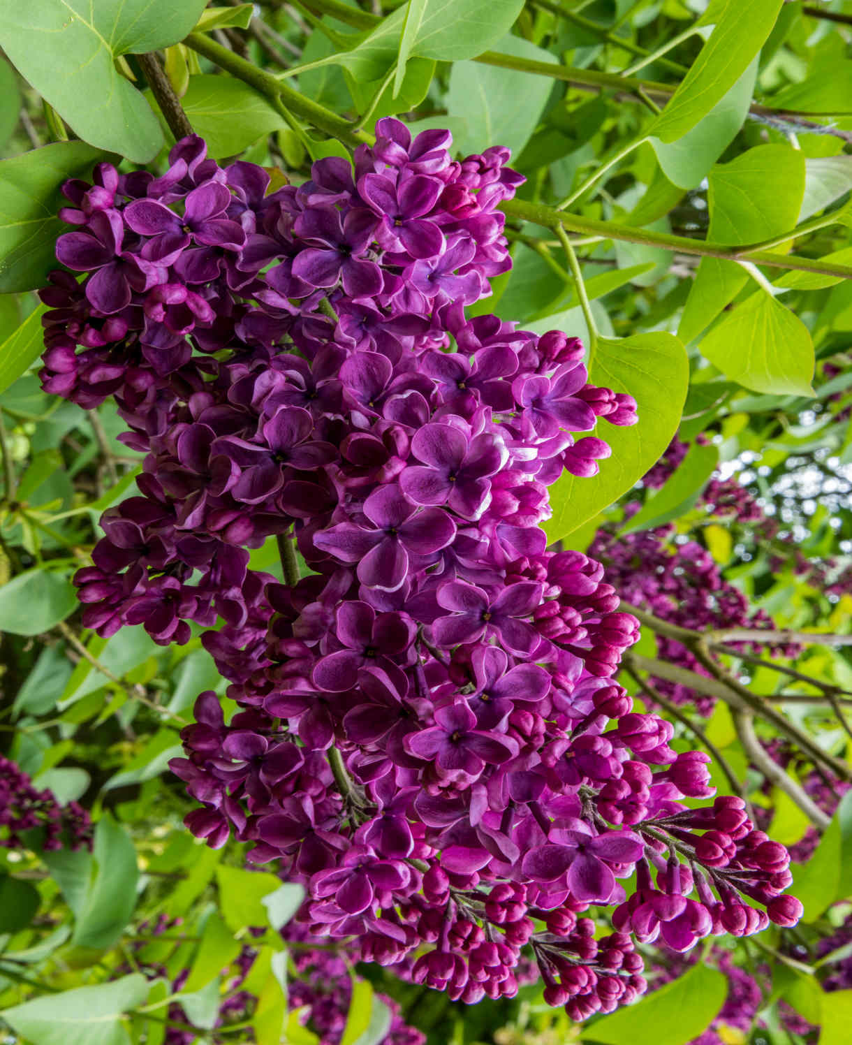 Syringa_Andenken_an_L.Spath_shutterstock_1723357171