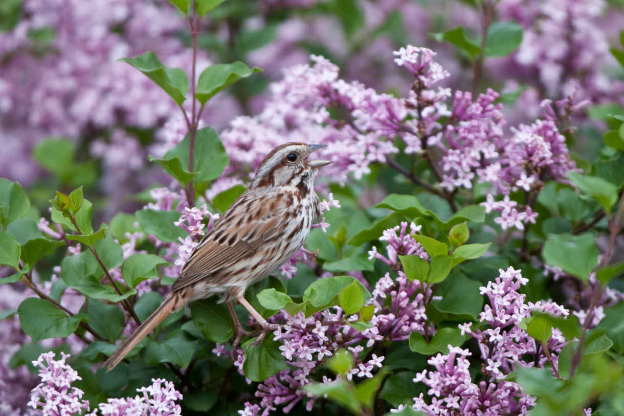 Syringa_Palibin_-_1220x813_shutterstock_1283935966