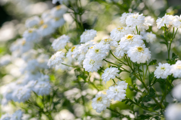 Tanacetum_parthenium_600x400-_shutterstock_2488894941