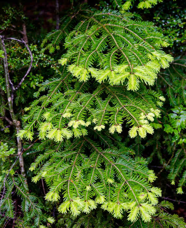 Taxus_baccata_-_600x736_shutterstock_2480134655