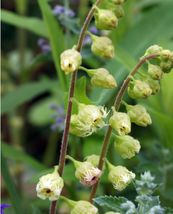 Tellima_grandiflora_600x745-_shutterstock_1460967302