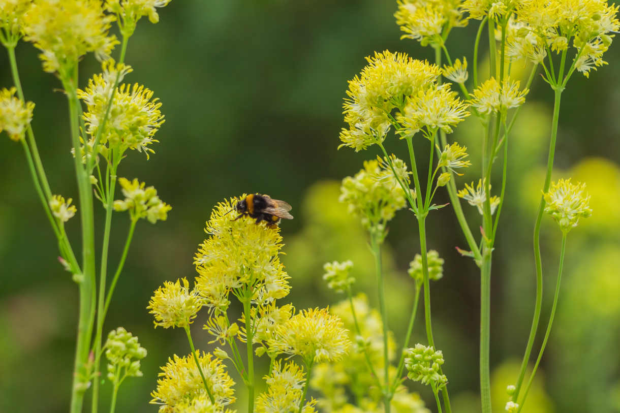 Thalictrum_flavum_-_1220x813_shutterstock_1148321393