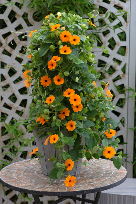 Thunbergia_SunEyes_Orange_Beauty_450x674_BALL_COLEGRAVE