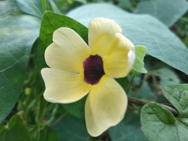 thunbergia