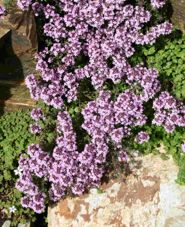 Thymus_Peter_Davis-600x736_Kernock_free_image_1