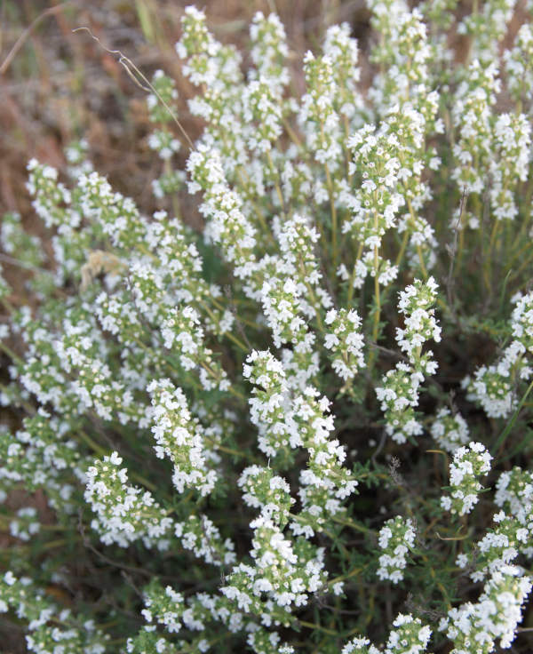 Thymus_vulgaris_600x736-_shutterstock_2496632993