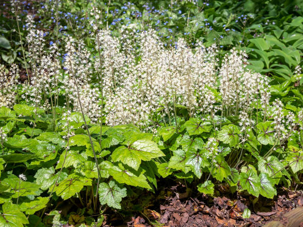 Tiarella_cordifolia_Brandywine_600x450-_shutterstock_2301268139