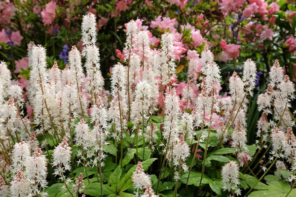 Tiarella_wherryi_600x400-_shutterstock_2463684569