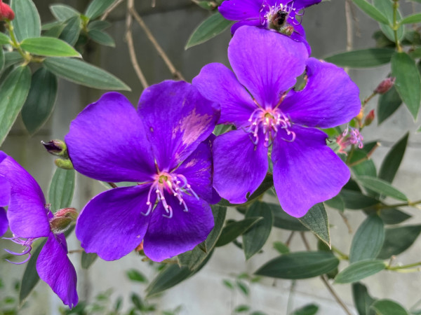 Tibouchina_600x450-_shutterstock_2487754697