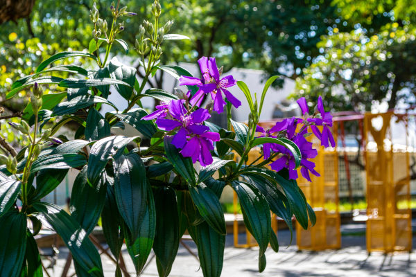 Tibouchina