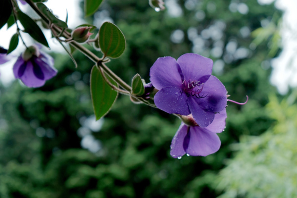 Tibouchina