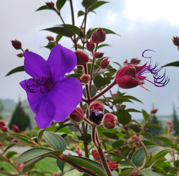 Tibouchina_urvilleana_600x589_-_shutterstock_2476375025